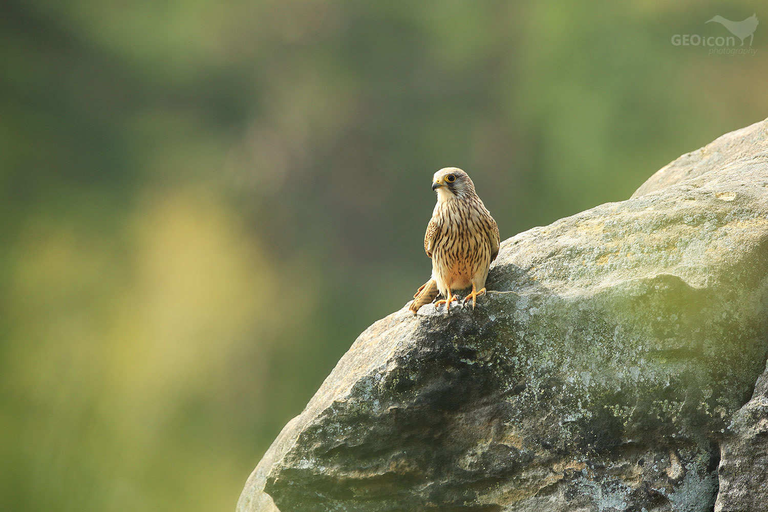 Kestrel / poštolka obecná (Falco tinnunculus)