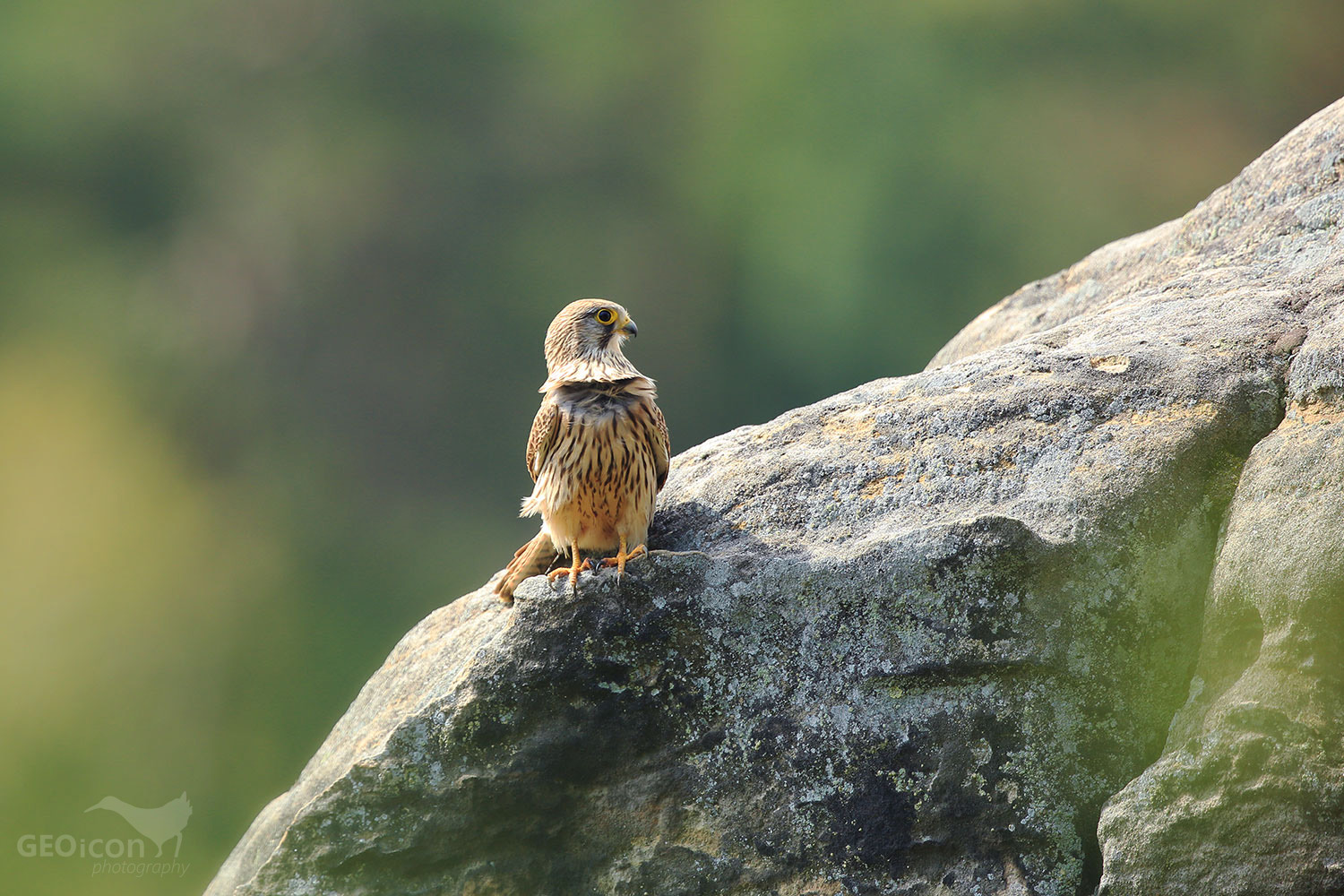 Kestrel / poštolka obecná (Falco tinnunculus)