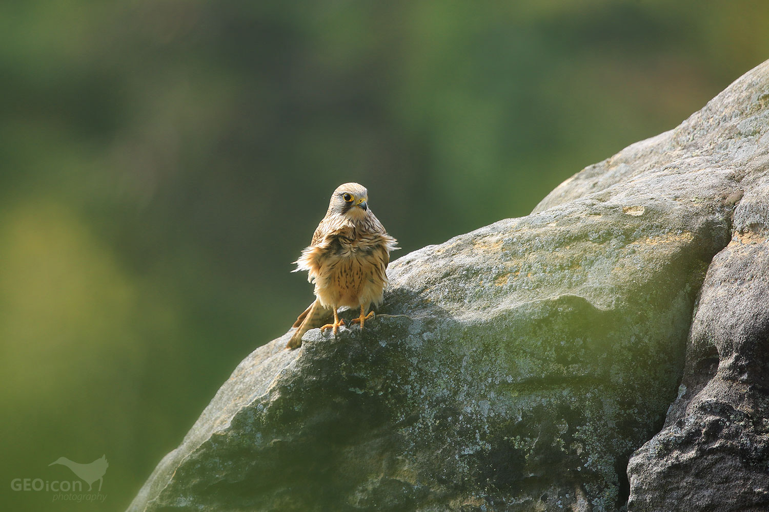 Kestrel / poštolka obecná (Falco tinnunculus)