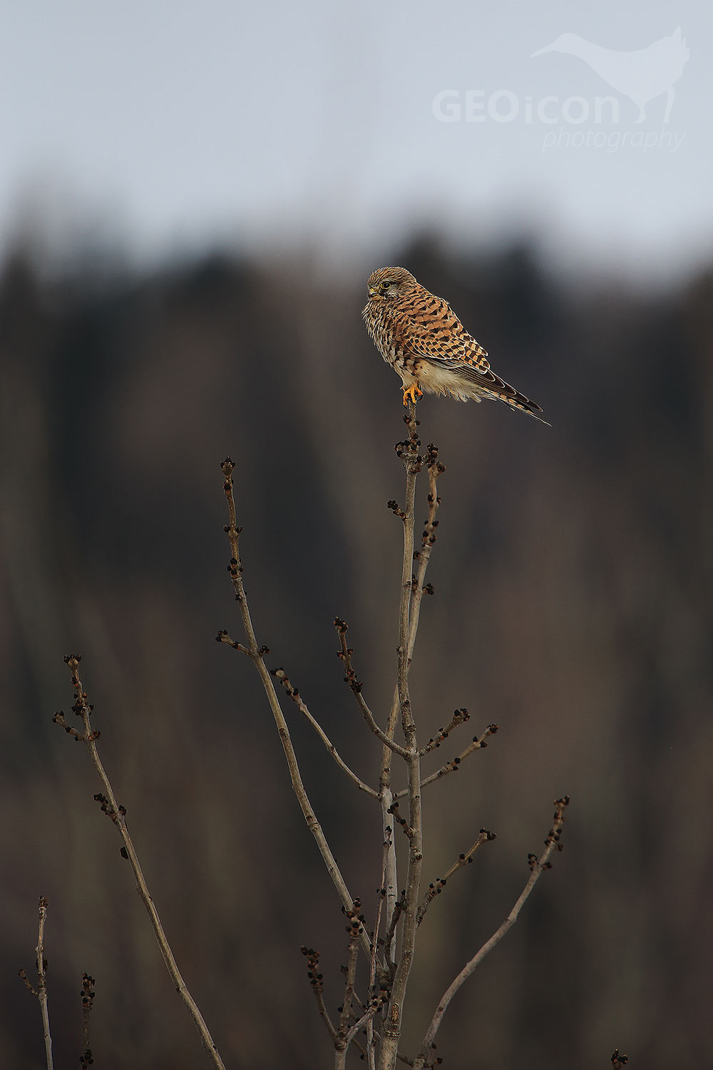 Kestrel / poštolka obecná (Falco tinnunculus)