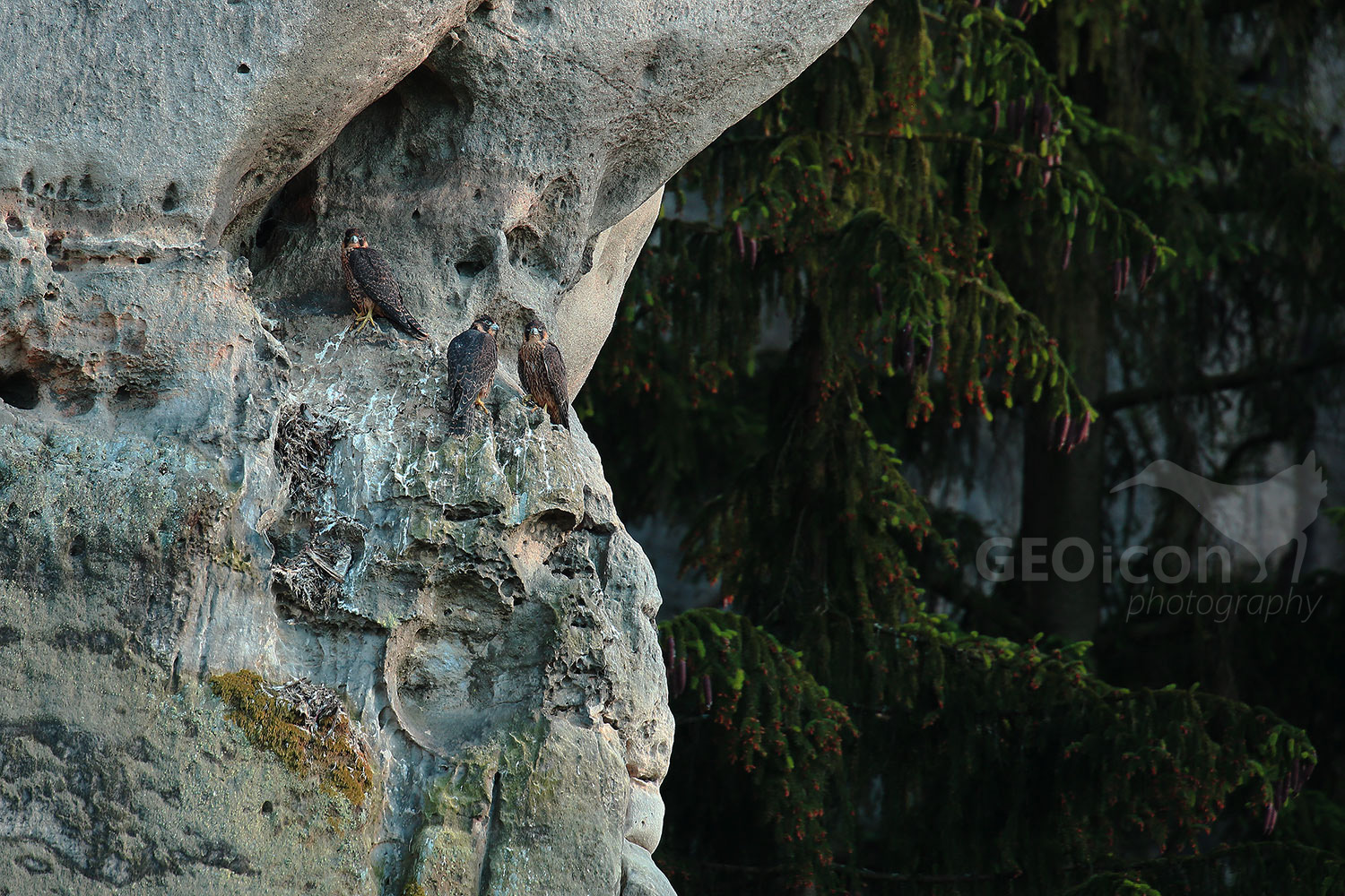 Peregrine falcon / sokol stěhovavý (Falco peregrinus)