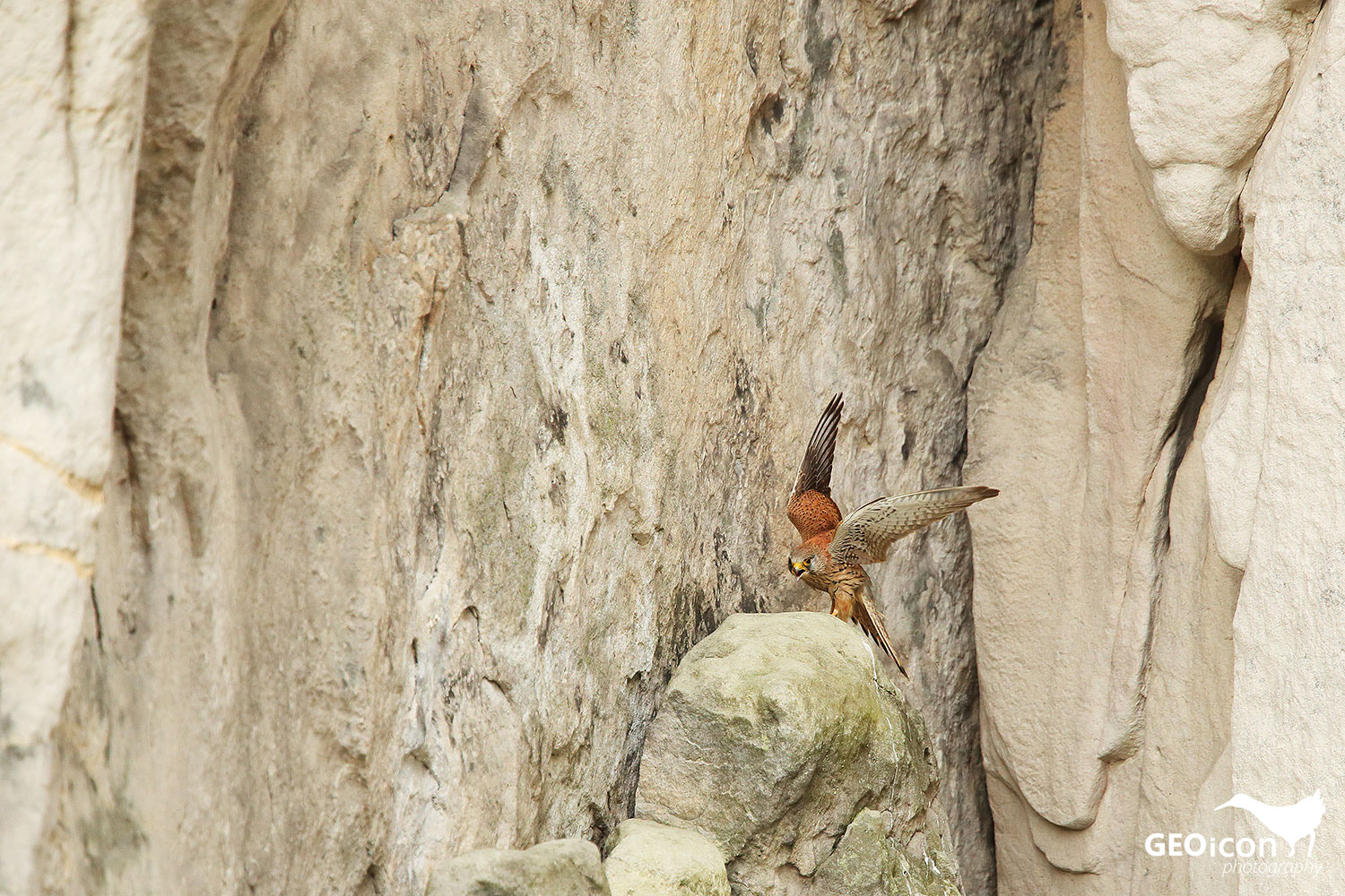 Kestrel / poštolka obecná (Falco tinnunculus)