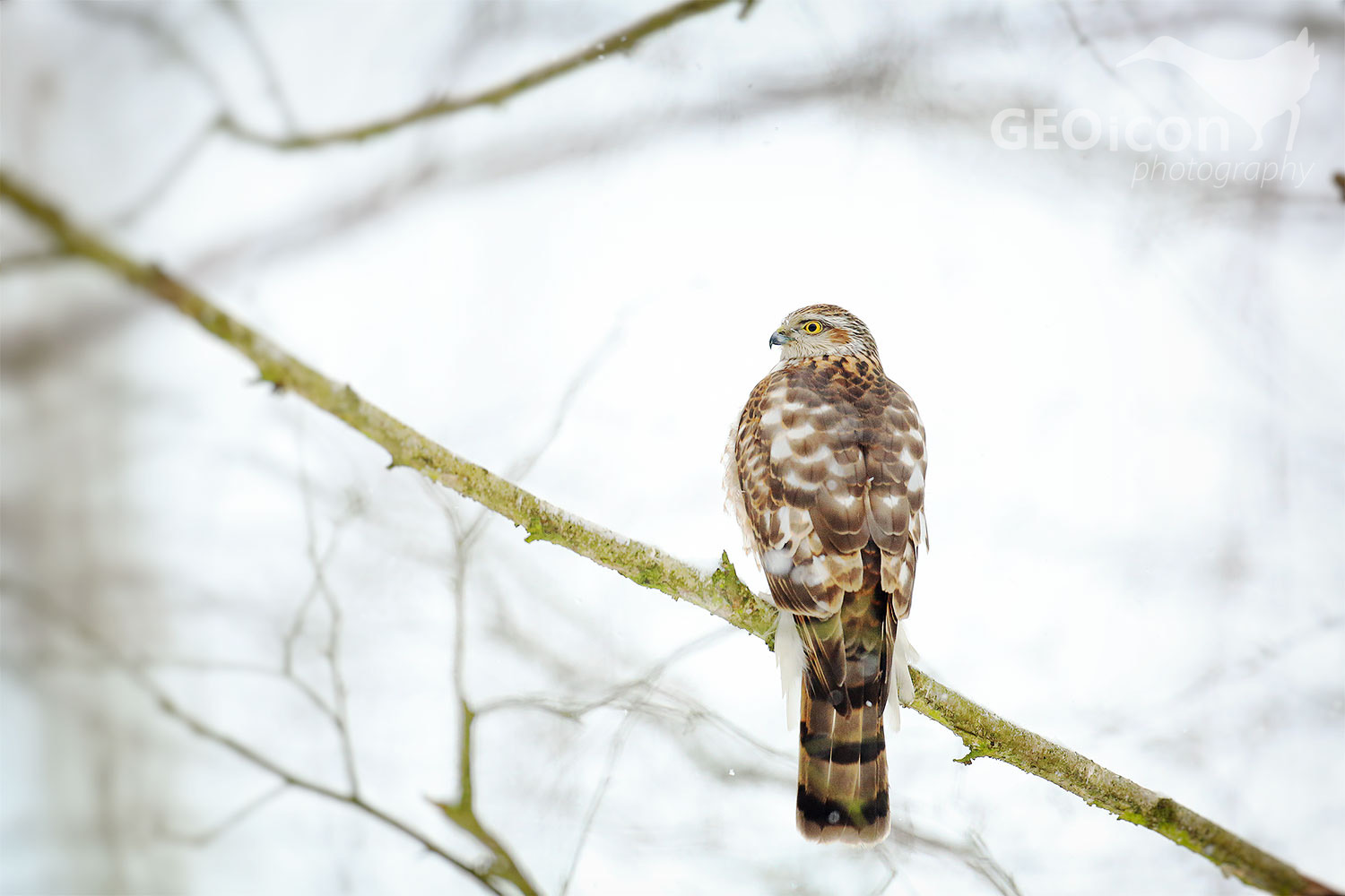 Sparrowhawk / krahujec obecný (Accipiter nissus)
