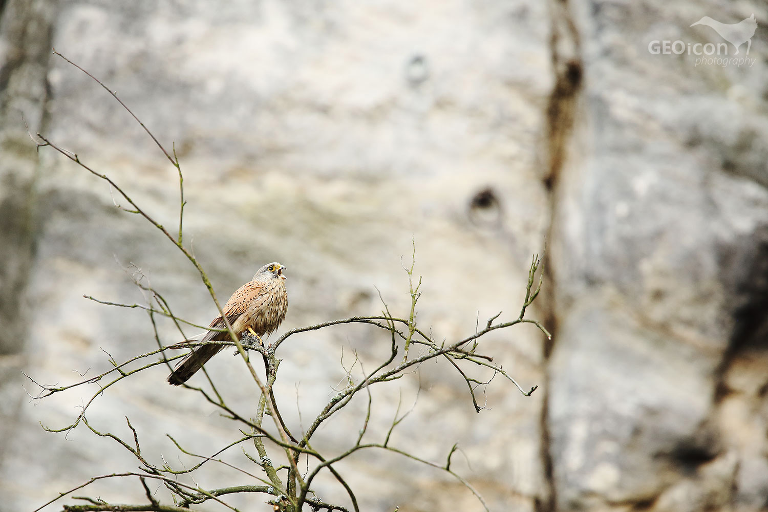 Kestrel / poštolka obecná (Falco tinnunculus)