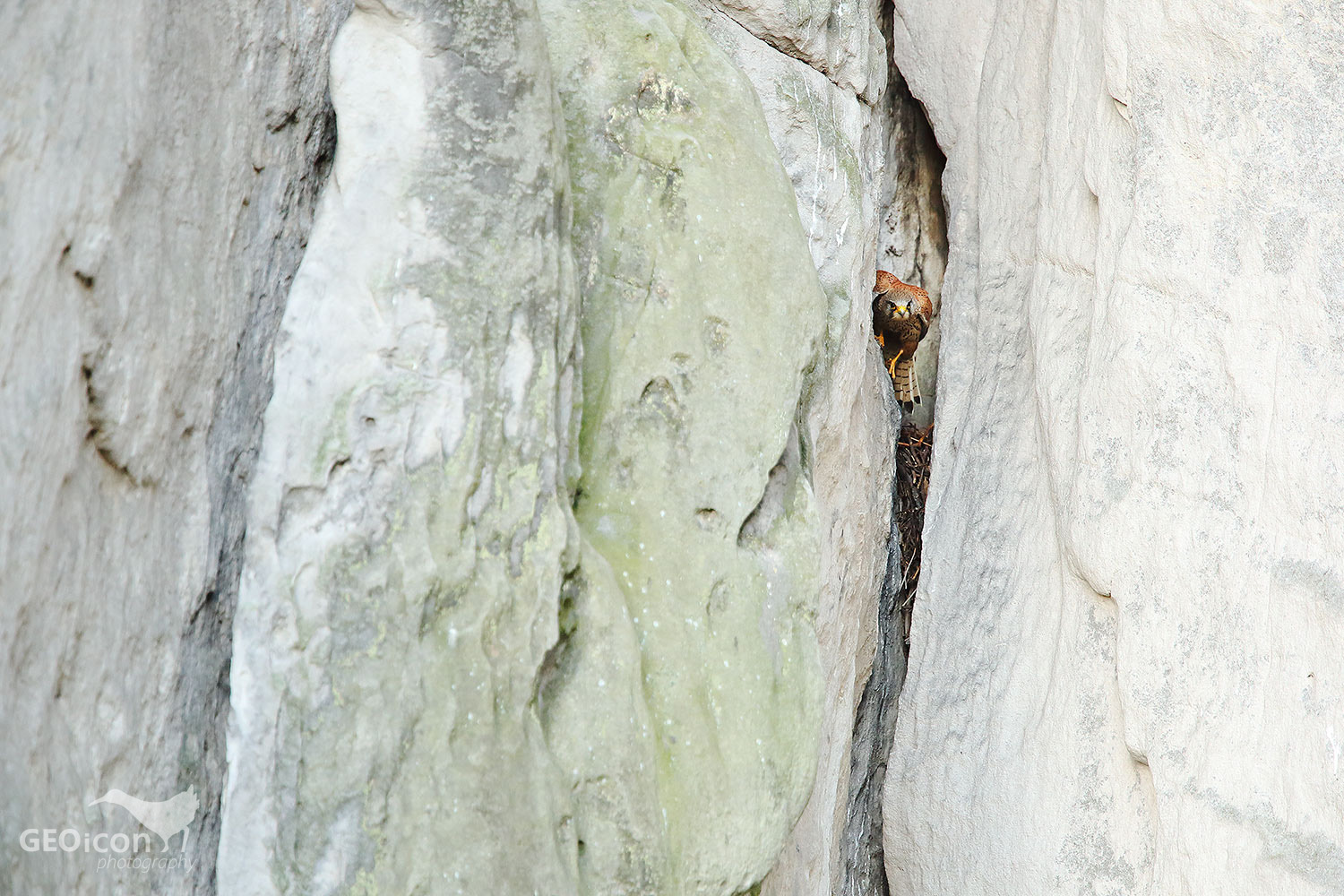 Kestrel / poštolka obecná (Falco tinnunculus)