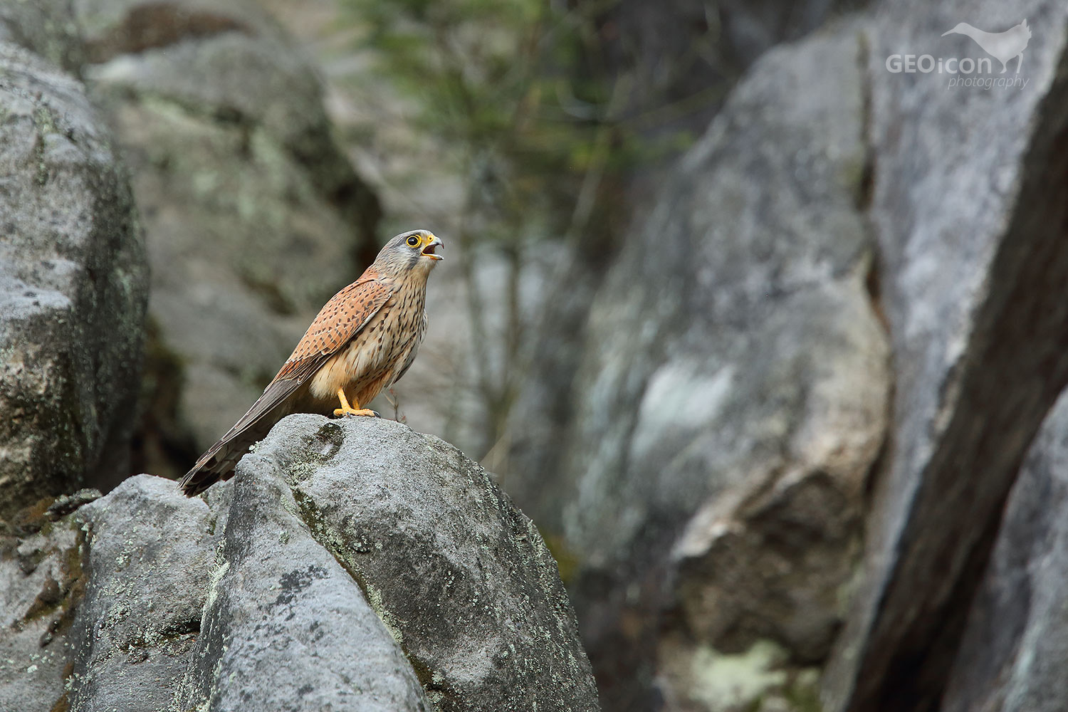 Kestrel / poštolka obecná (Falco tinnunculus)