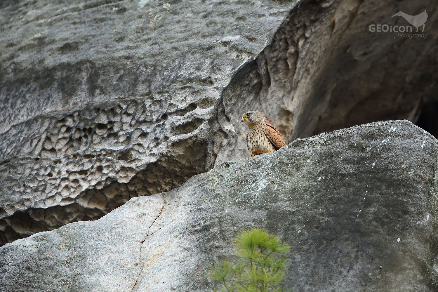Kestrel / poštolka obecná (Falco tinnunculus)