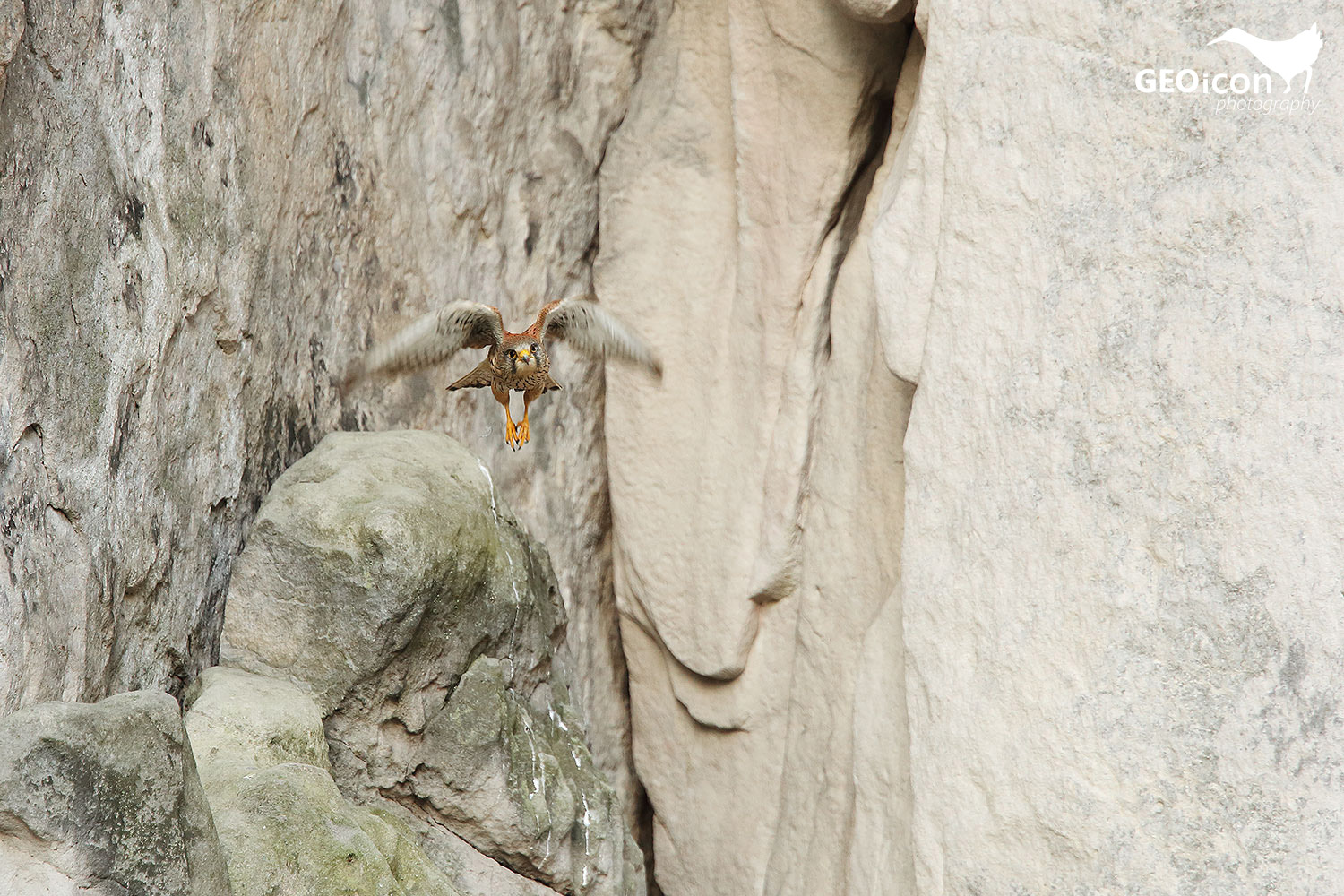 Kestrel / poštolka obecná (Falco tinnunculus)