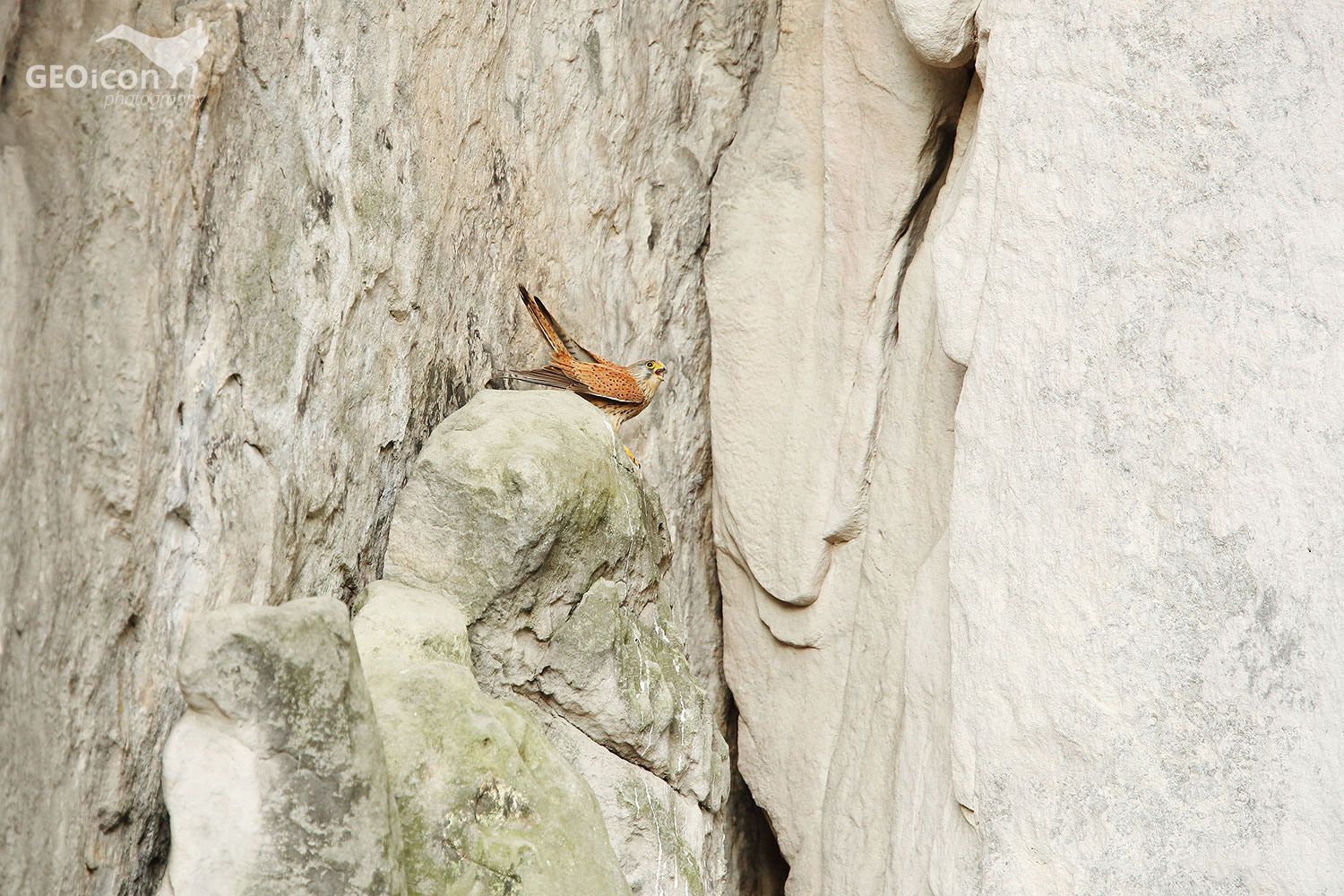 Kestrel / poštolka obecná (Falco tinnunculus)