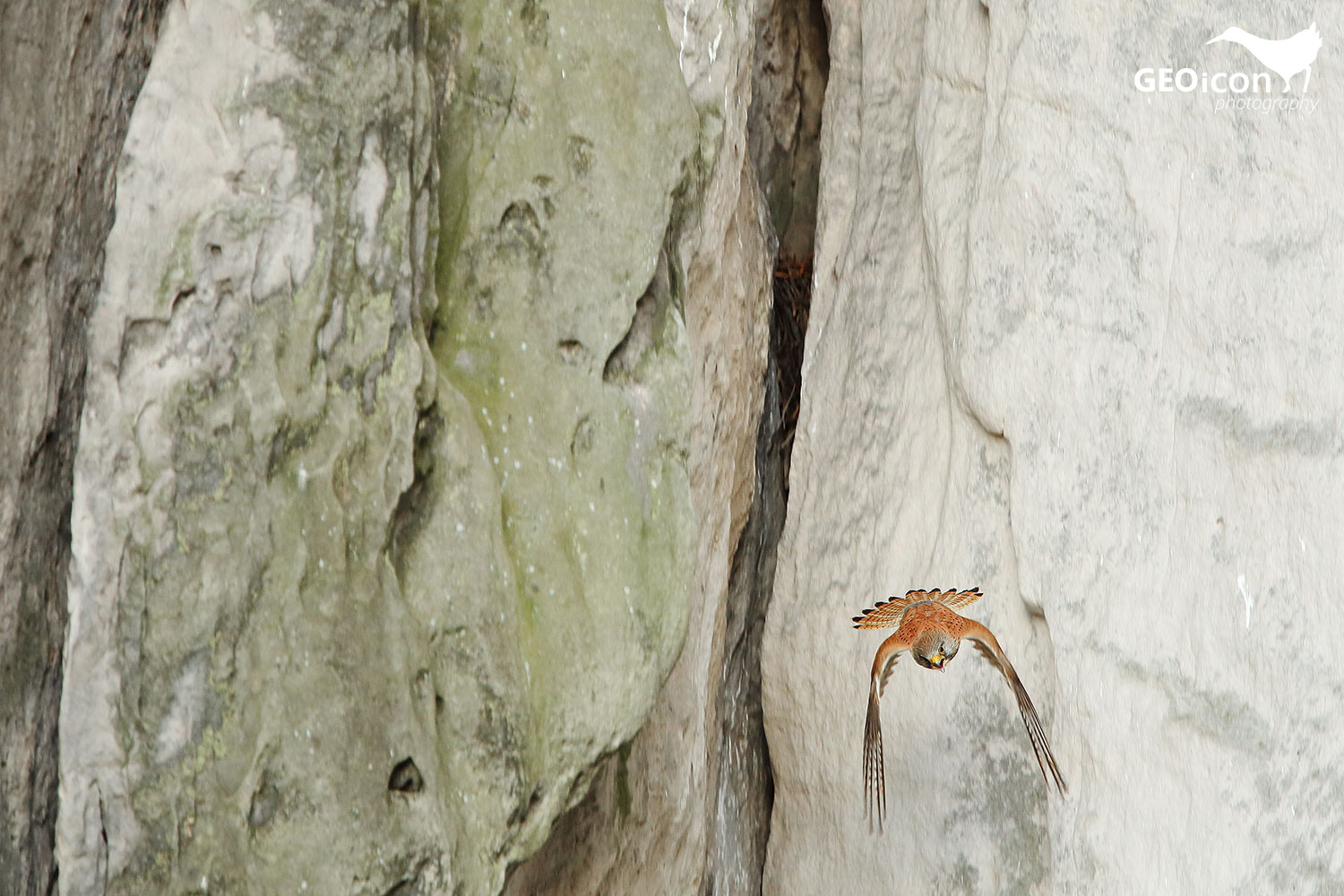 Kestrel / poštolka obecná (Falco tinnunculus)