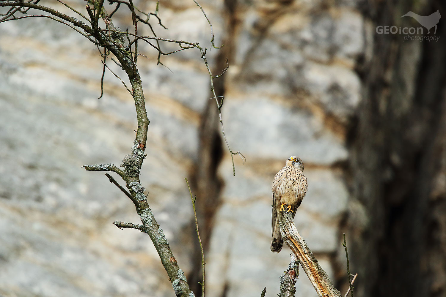 Kestrel / poštolka obecná (Falco tinnunculus)