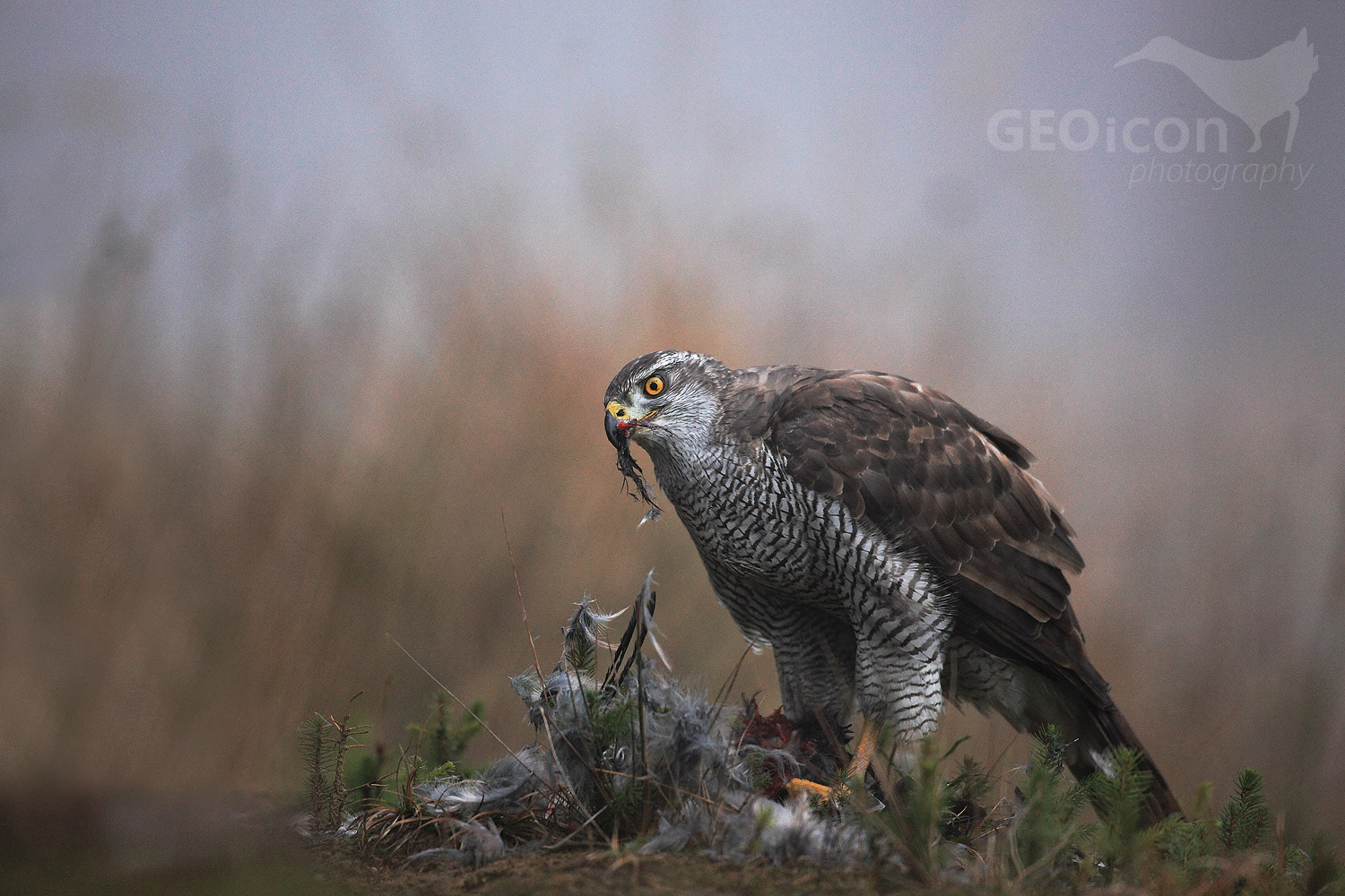 Goshawk / jestřáb lesní (Accipiter gentilis)