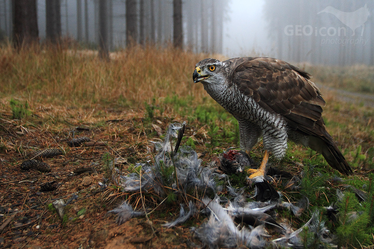 Goshawk / jestřáb lesní (Accipiter gentilis)