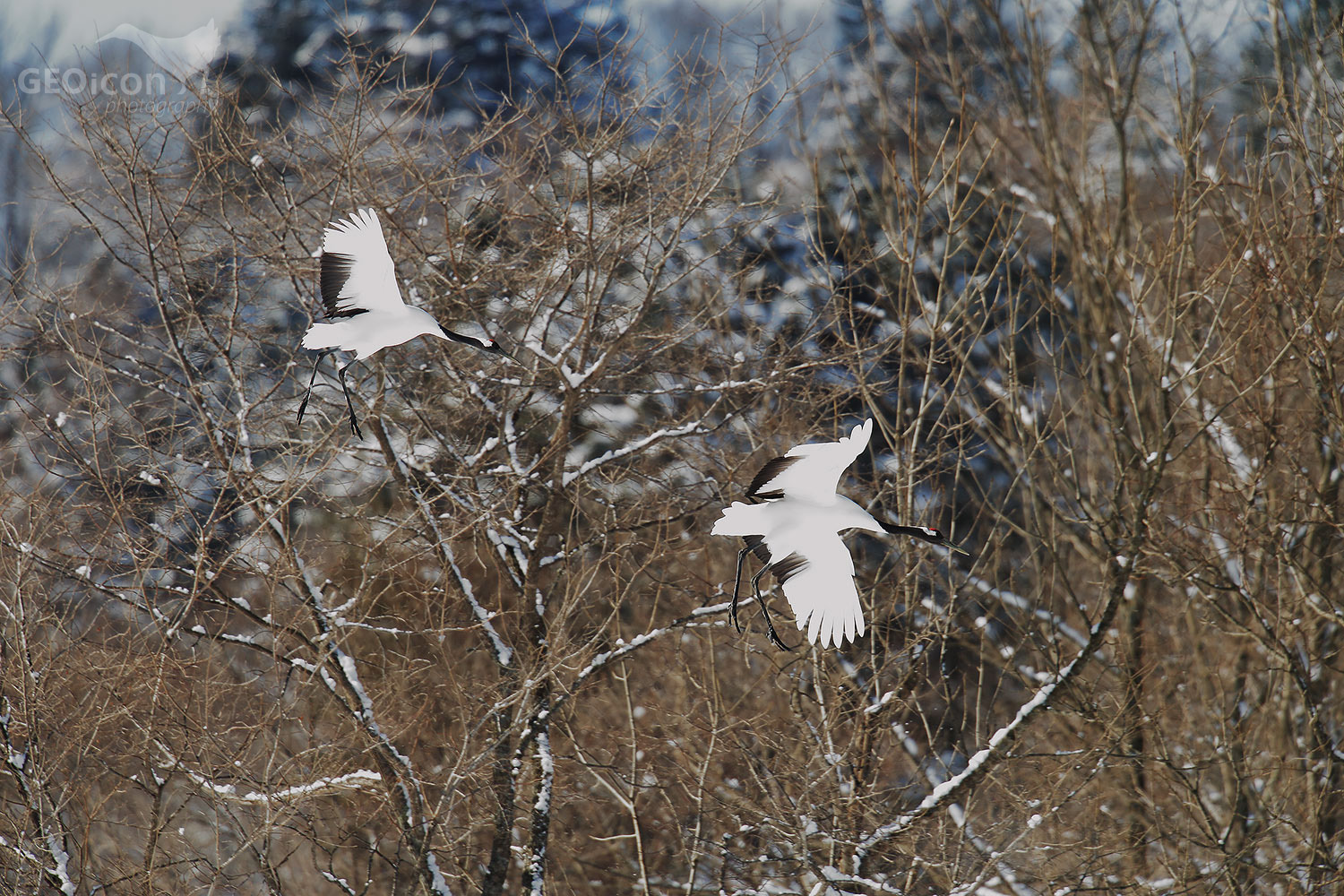 Red crowned crane / jeřáb mandžuský (Grus japonensis)