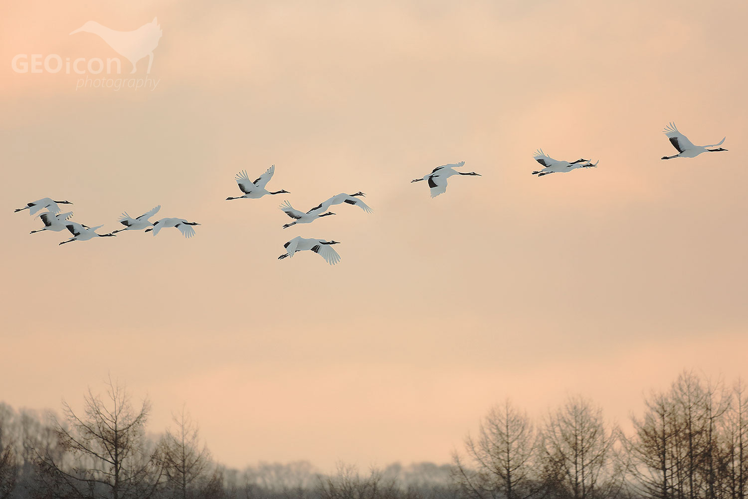 Red crowned crane / jeřáb mandžuský (Grus japonensis)