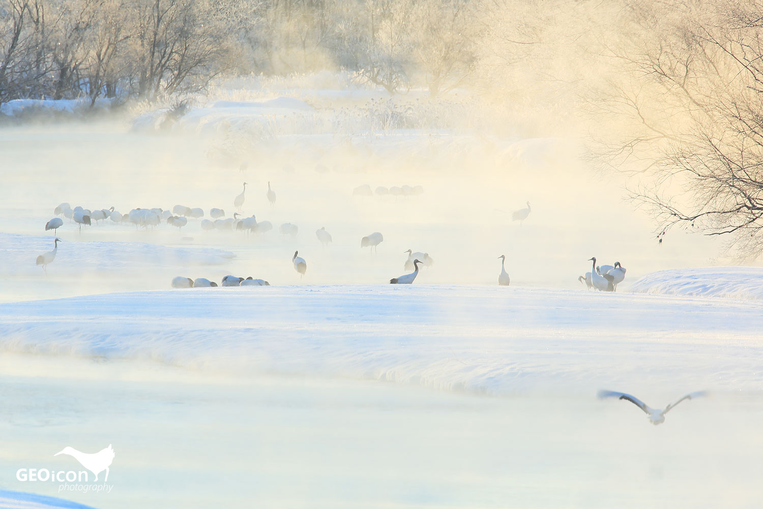 Red crowned crane / jeřáb mandžuský (Grus japonensis)