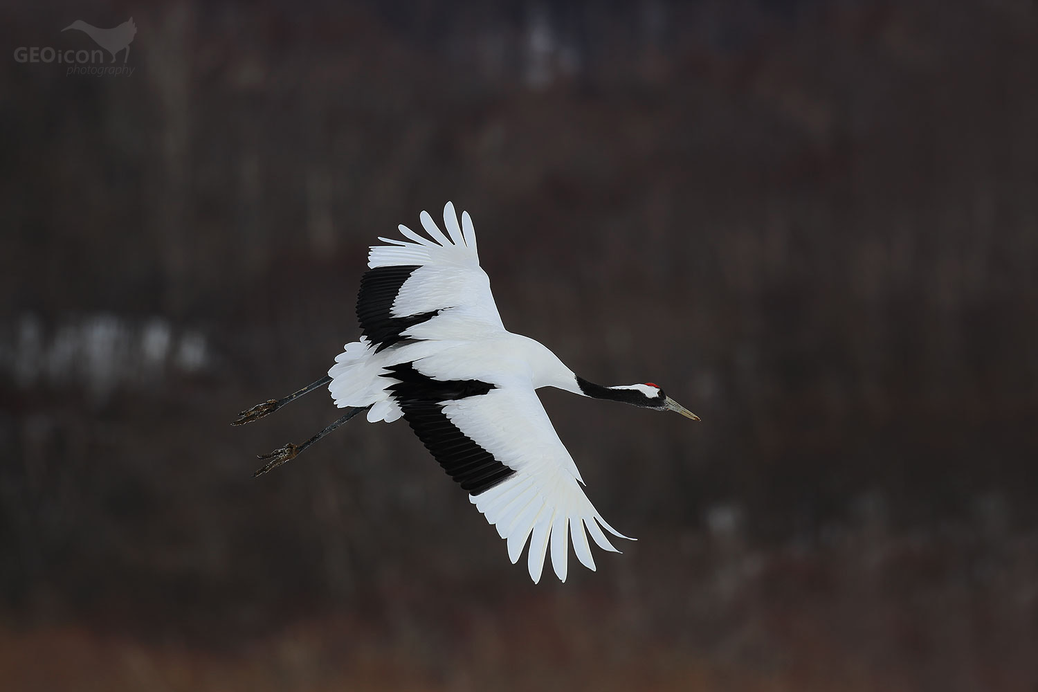 Red crowned crane / jeřáb mandžuský (Grus japonensis)