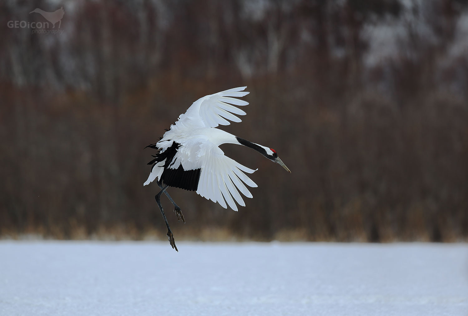 Red crowned crane / jeřáb mandžuský (Grus japonensis)