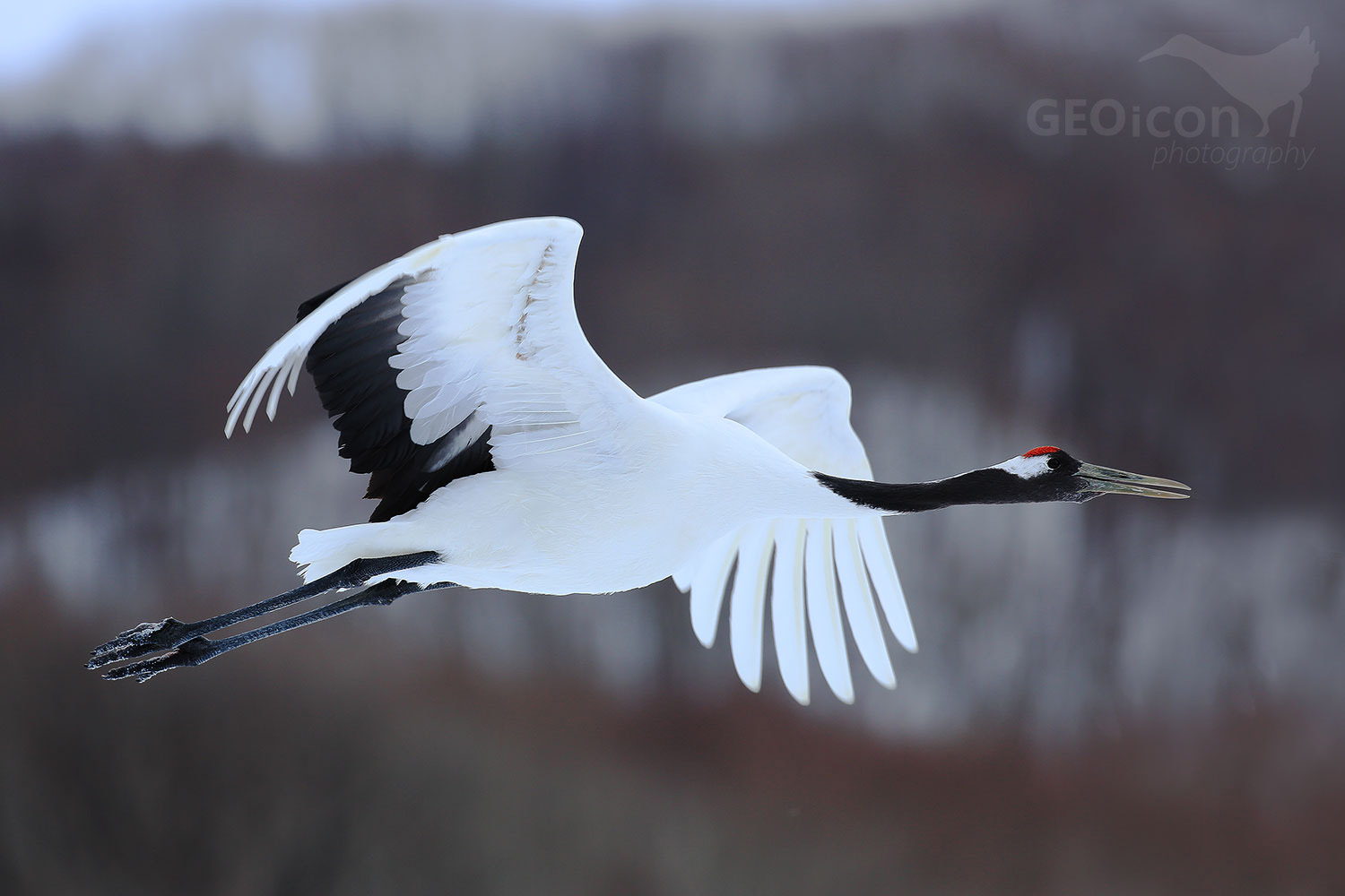 Red crowned crane / jeřáb mandžuský (Grus japonensis)