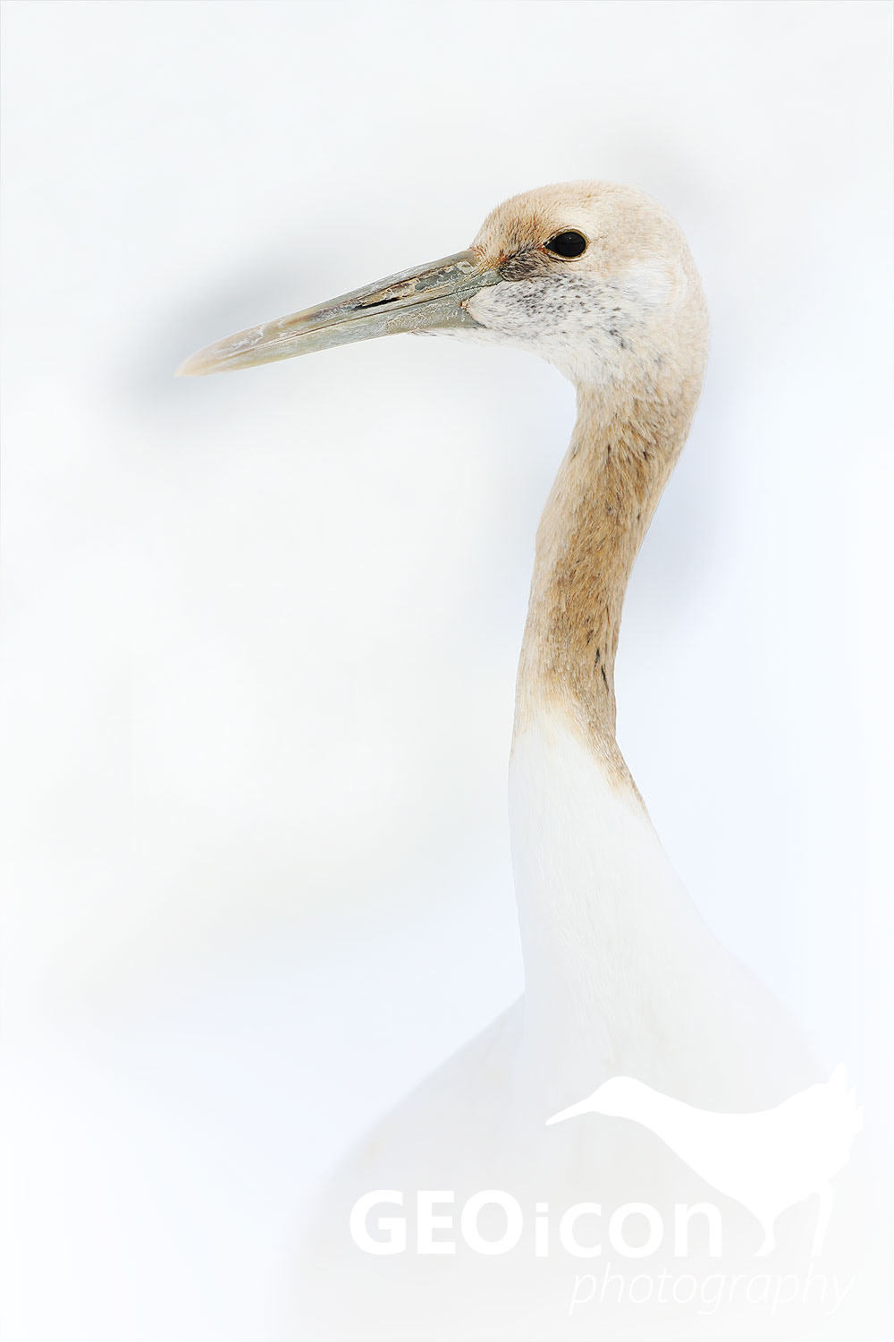 Red crowned crane / jeřáb mandžuský (Grus japonensis)