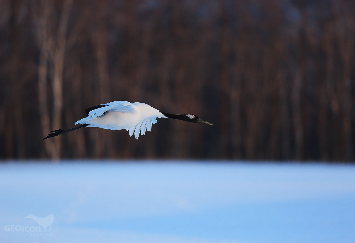 Red crowned crane / jeřáb mandžuský (Grus japonensis)