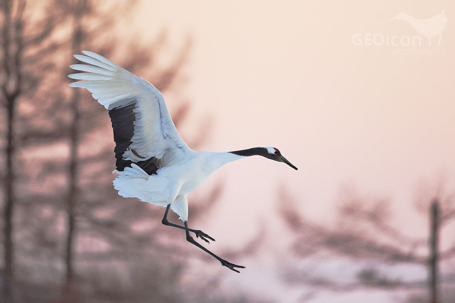 Red crowned crane / jeřáb mandžuský (Grus japonensis)