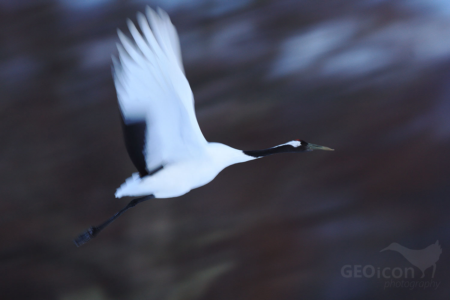 Red crowned crane / jeřáb mandžuský (Grus japonensis)