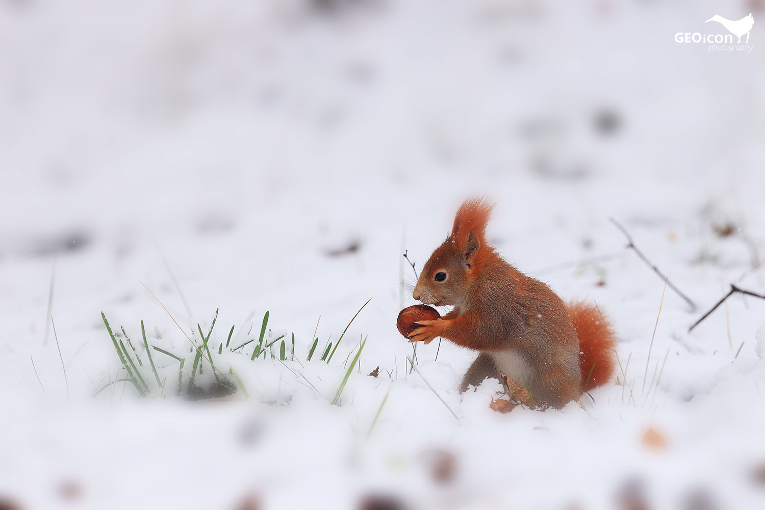 Red squirrel / veverka obecná (Sciurus vulgaris)