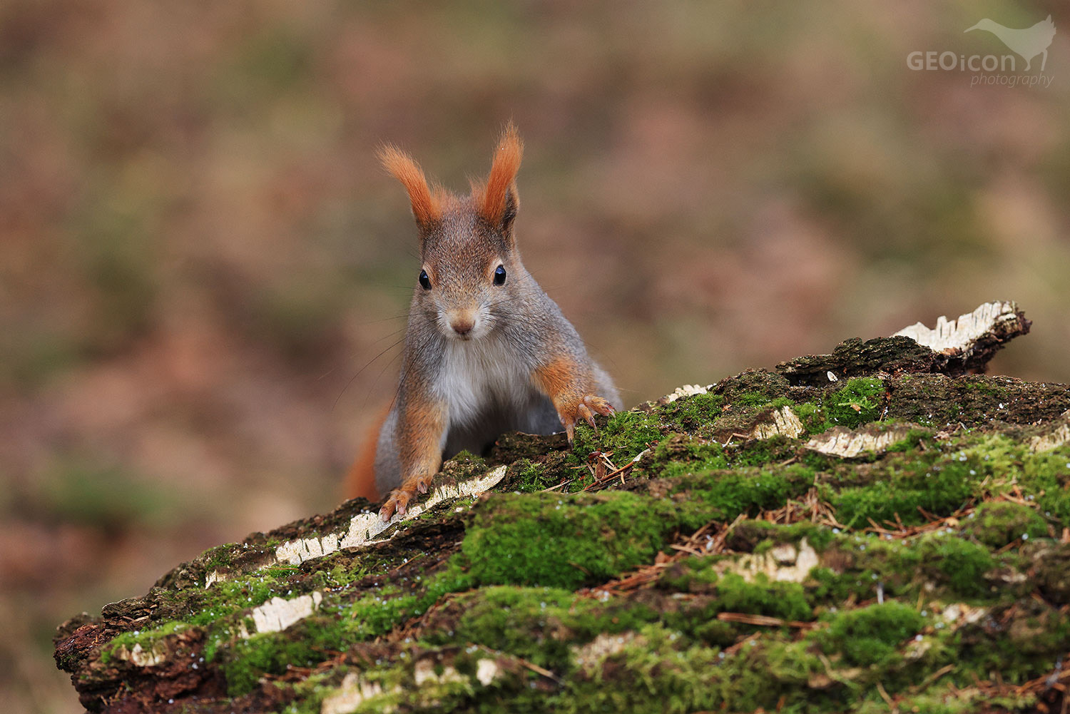 Red squirrel / veverka obecná (Sciurus vulgaris)