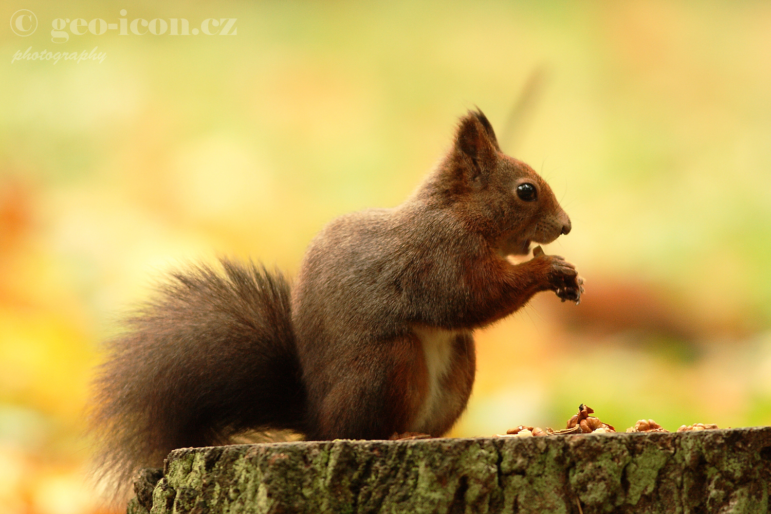 Red squirrel / veverka obecná (Sciurus vulgaris)