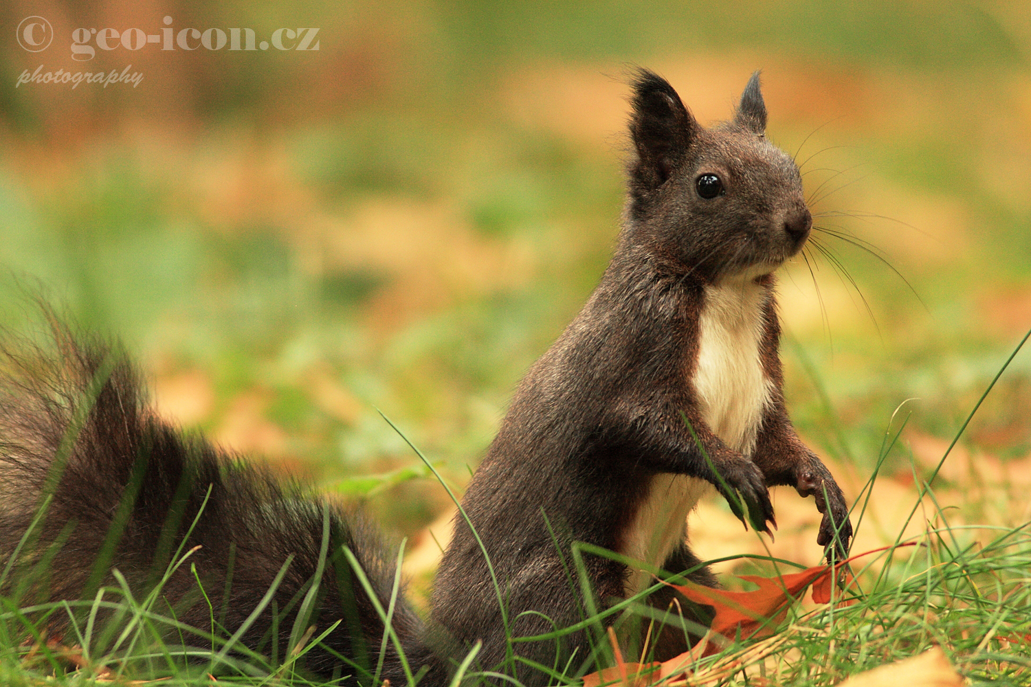 Red squirrel / veverka obecná (Sciurus vulgaris)