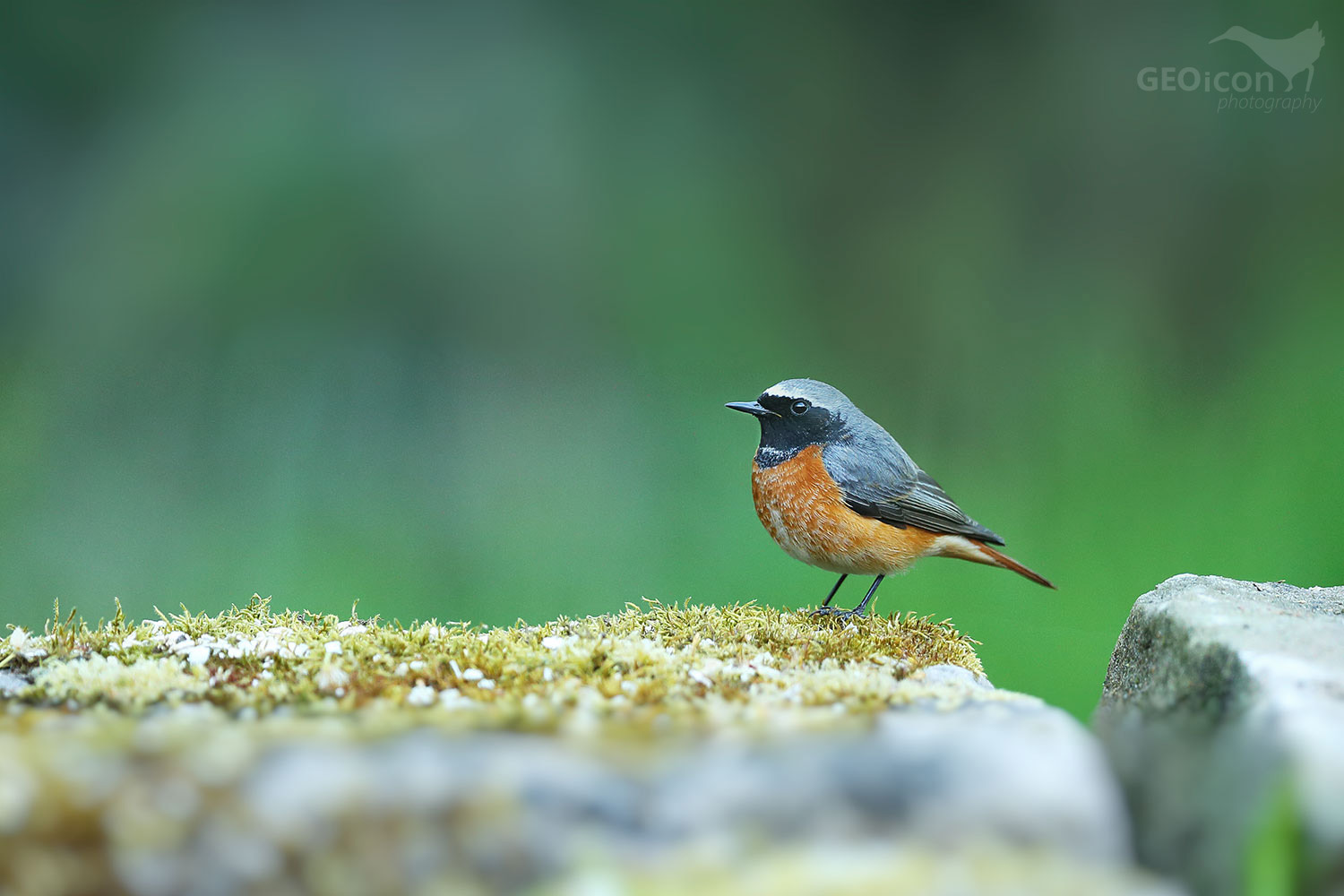 Redstart / rehek zahradní (Phoenicurus phoenicurus)