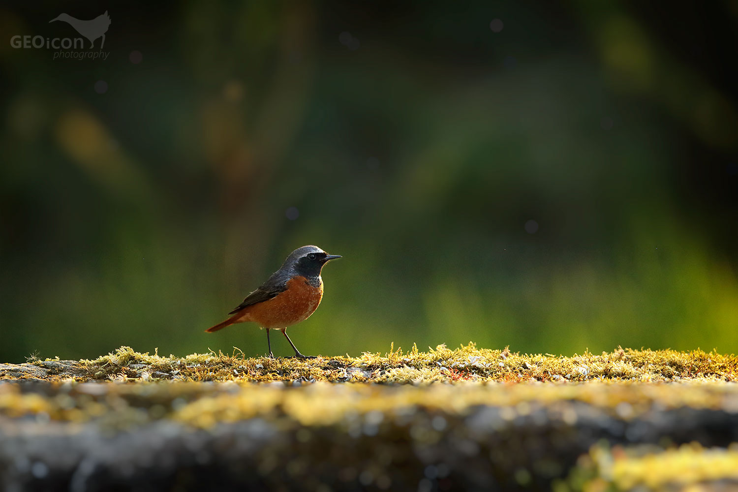 Redstart / rehek zahradní (Phoenicurus phoenicurus)