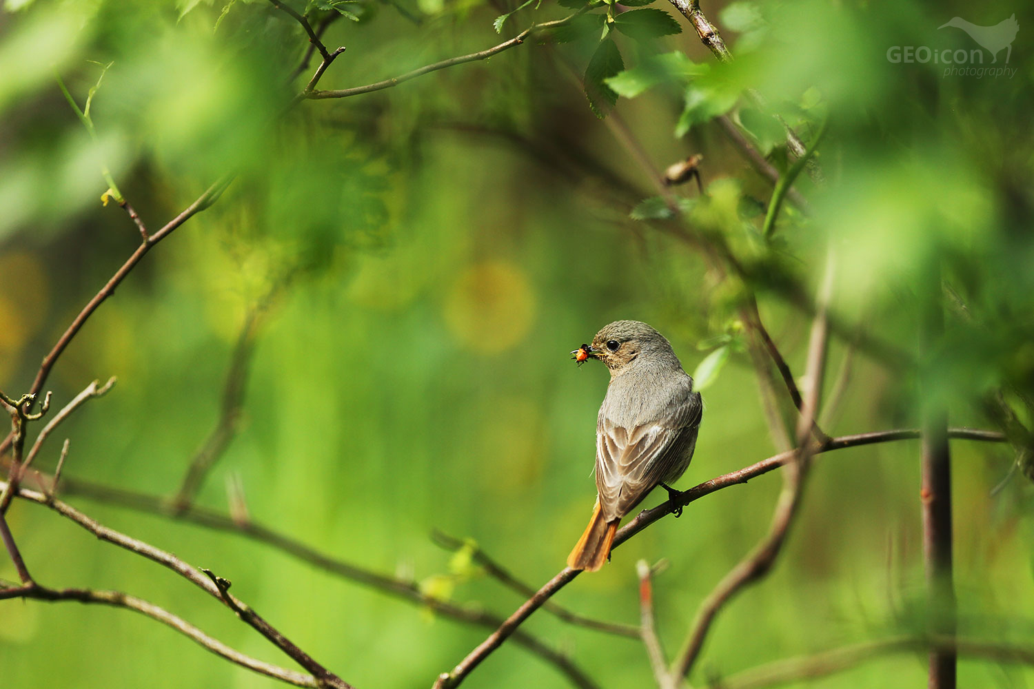 Black redstart / rehek domácí (Phoenicurus ochruros)