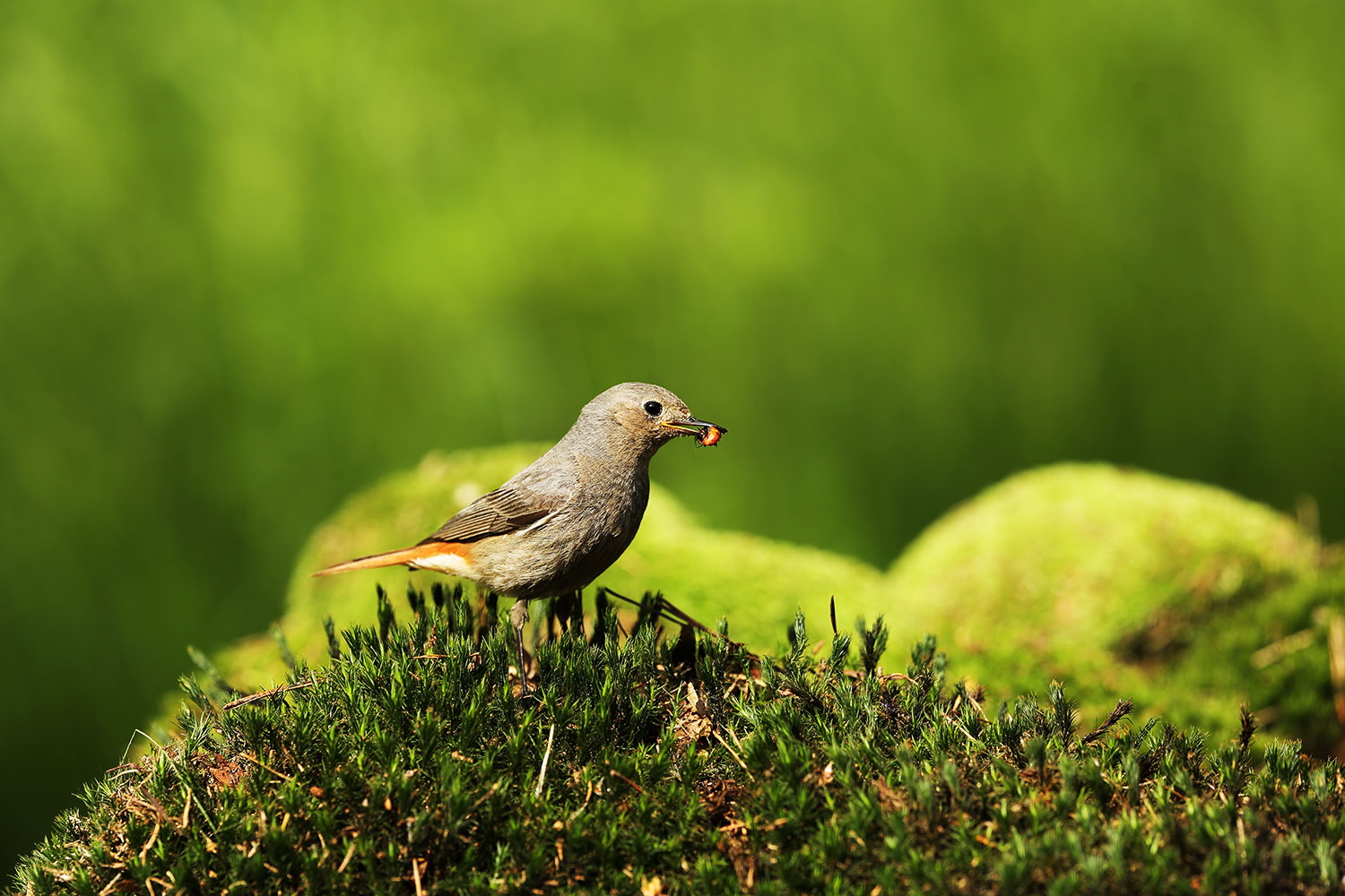Black redstart / rehek domácí (Phoenicurus ochruros)