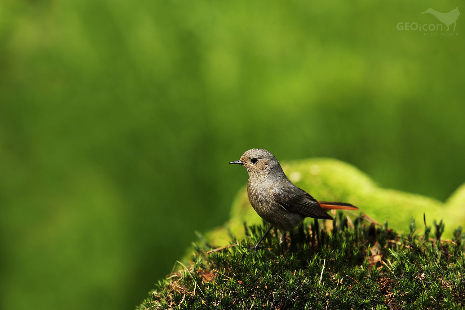 Black redstart / rehek domácí (Phoenicurus ochruros)