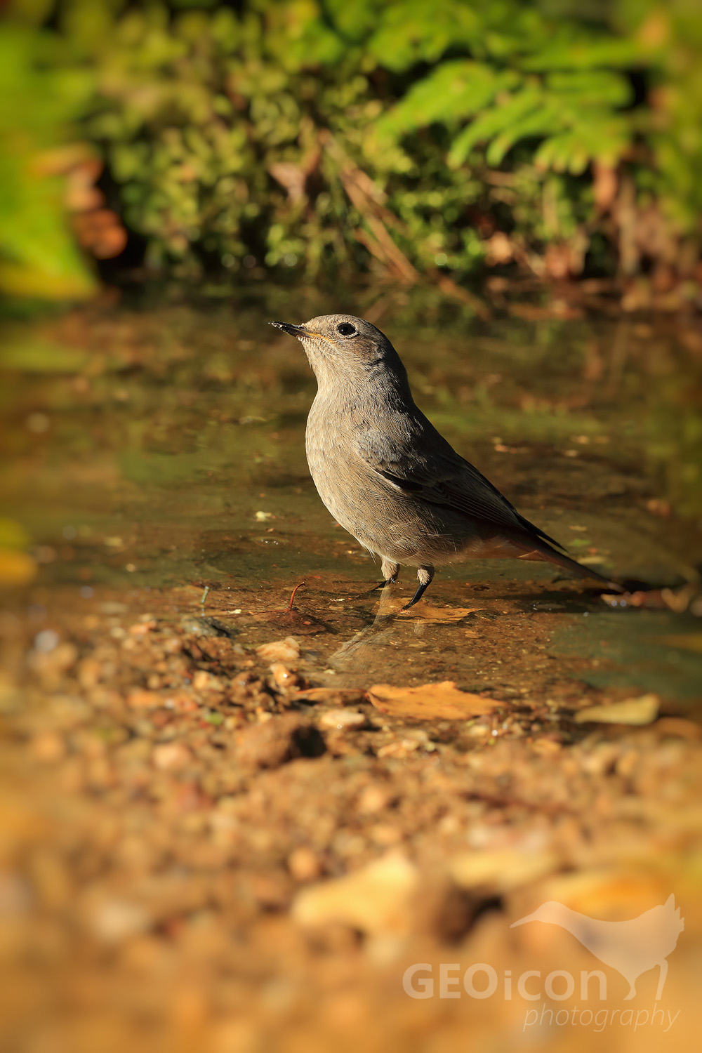 Redstart / rehek zahradní (Phoenicurus phoenicurus)