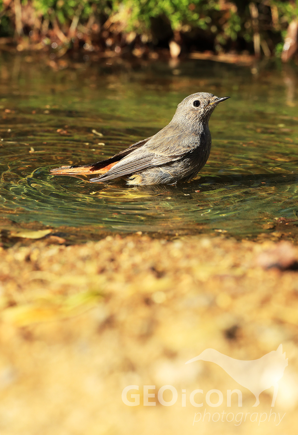 Redstart / rehek zahradní (Phoenicurus phoenicurus)