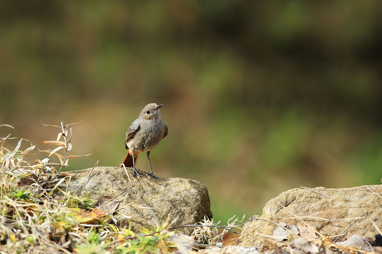 Black redstart / rehek domácí (Phoenicurus ochruros)