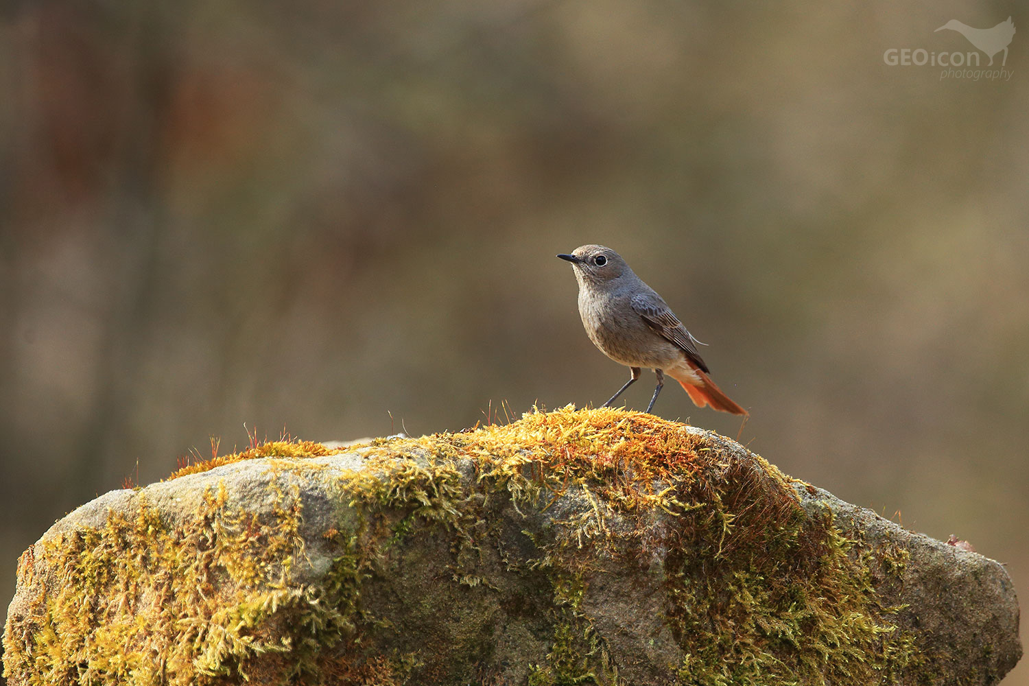 Black redstart / rehek domácí (Phoenicurus ochruros)