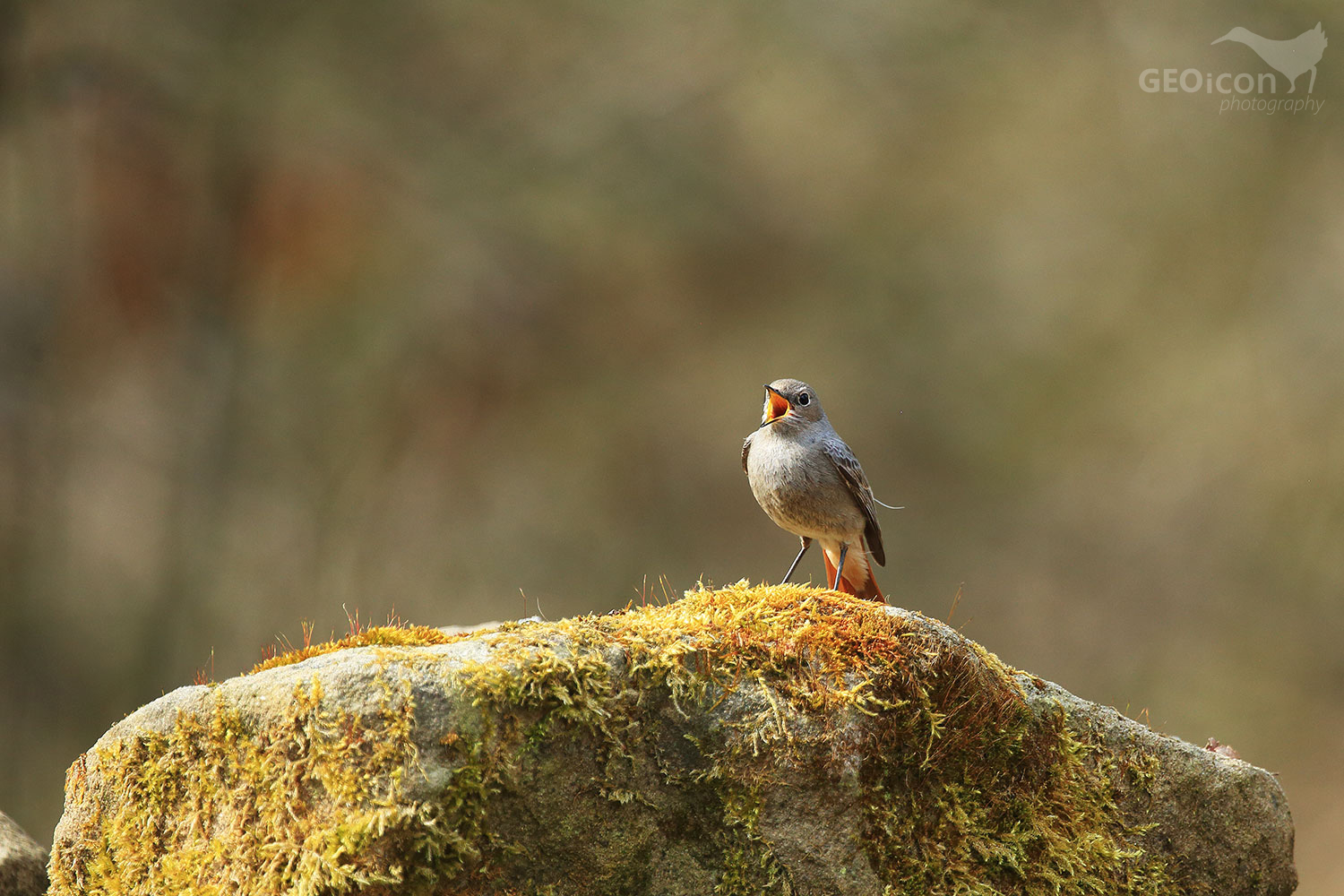 Black redstart / rehek domácí (Phoenicurus ochruros)