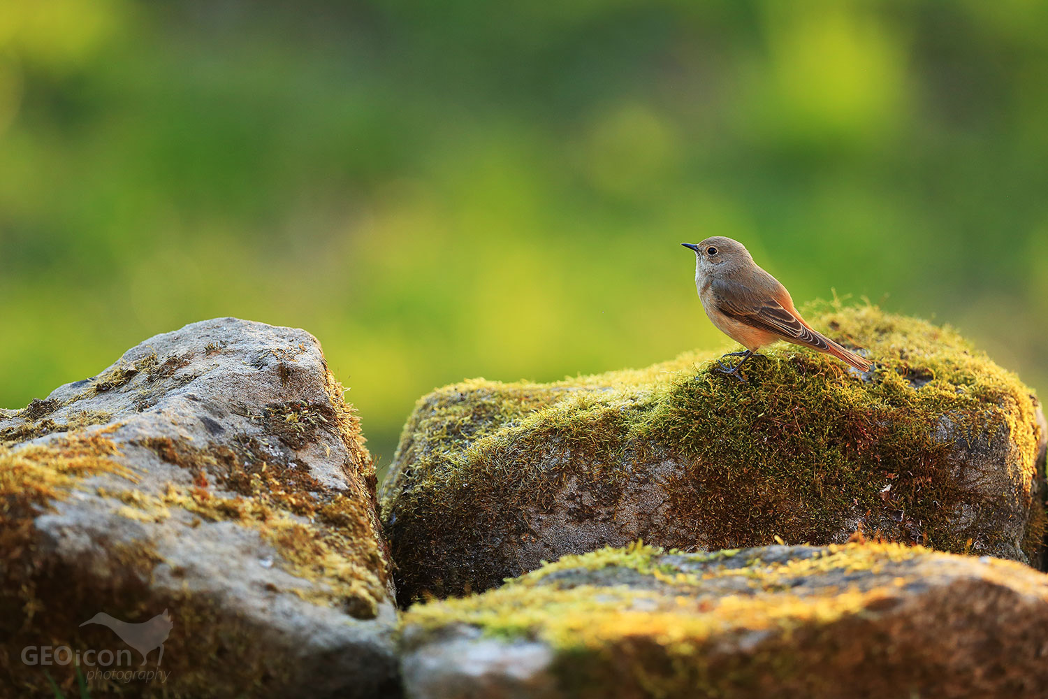 Redstart / rehek zahradní (Phoenicurus phoenicurus)