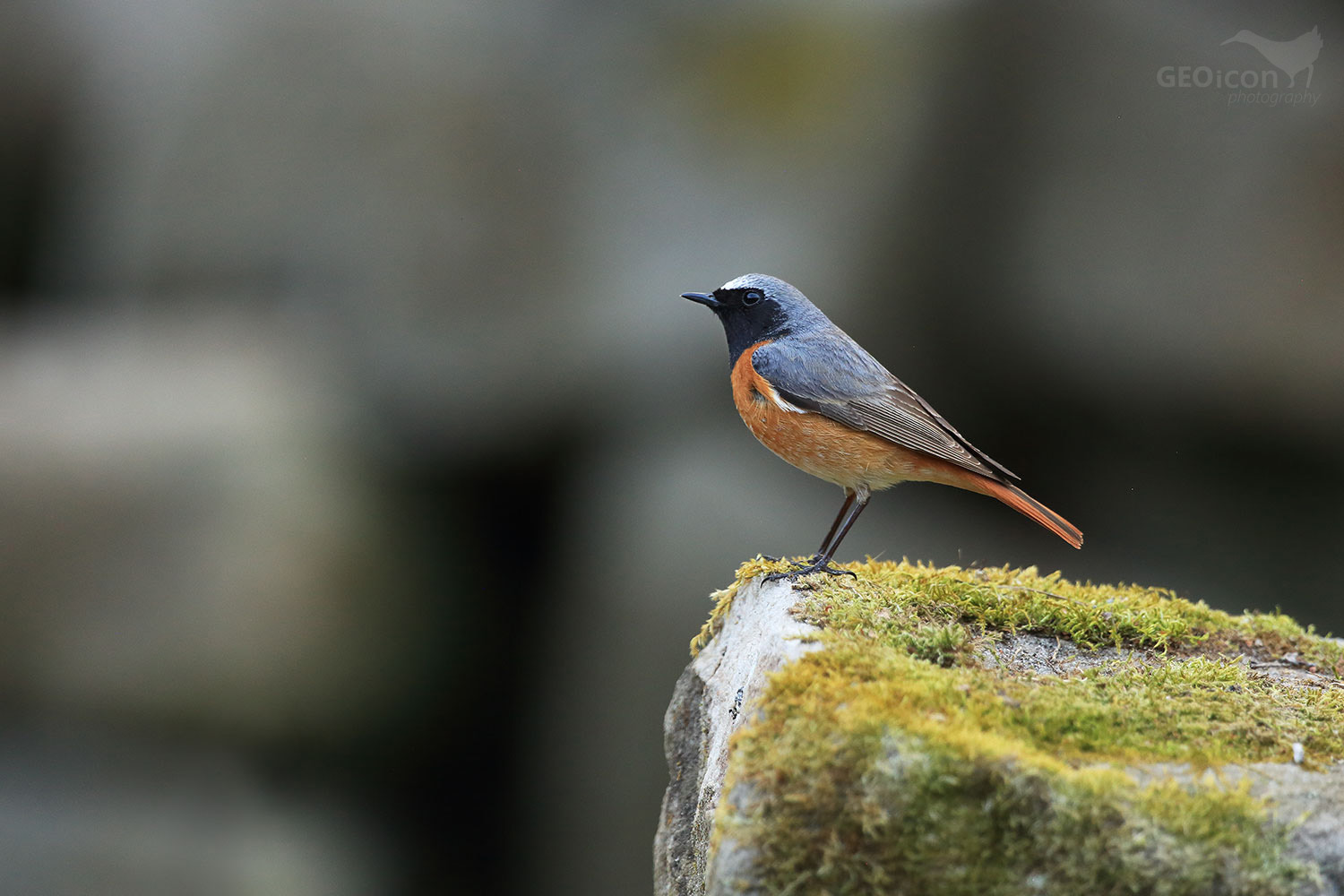 Redstart / rehek zahradní (Phoenicurus phoenicurus)