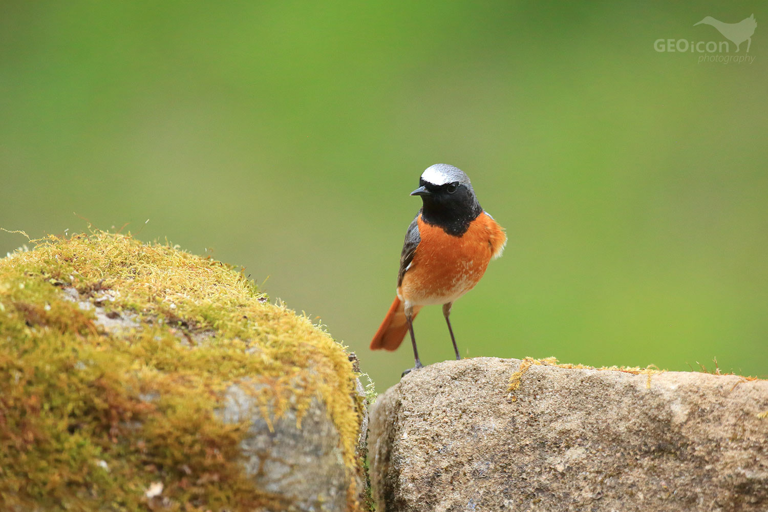 Redstart / rehek zahradní (Phoenicurus phoenicurus)