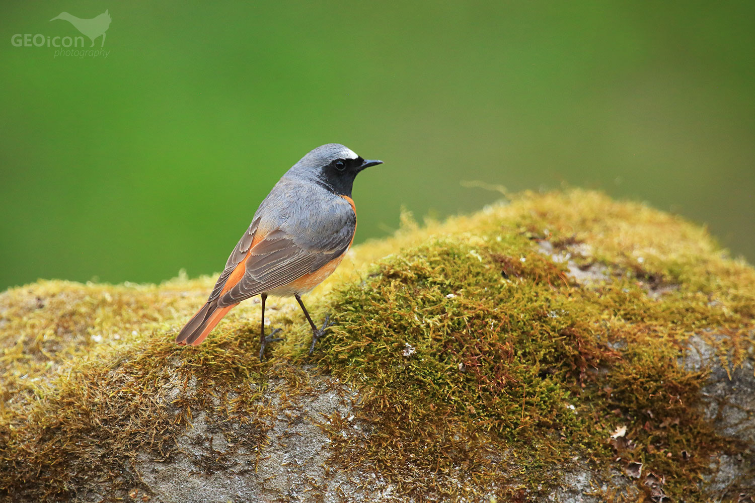 Redstart / rehek zahradní (Phoenicurus phoenicurus)