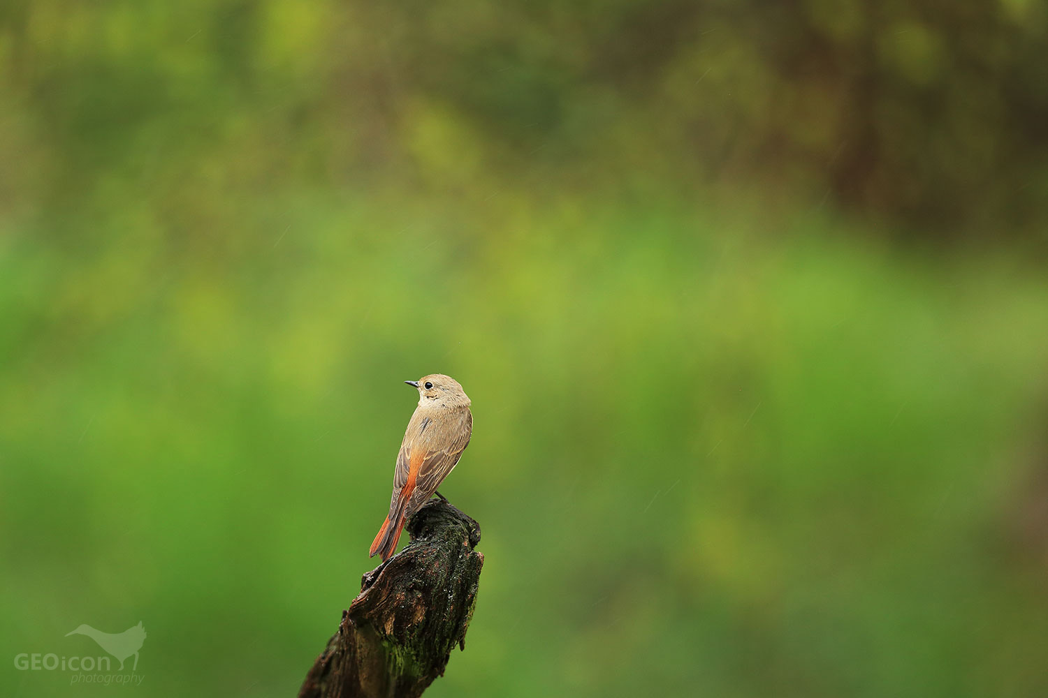 Redstart / rehek zahradní (Phoenicurus phoenicurus)