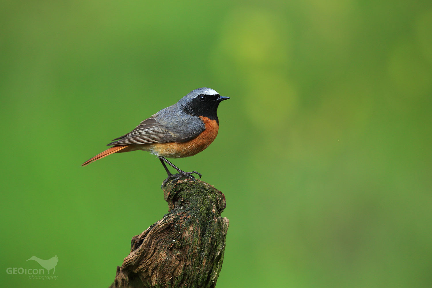 Redstart / rehek zahradní (Phoenicurus phoenicurus)