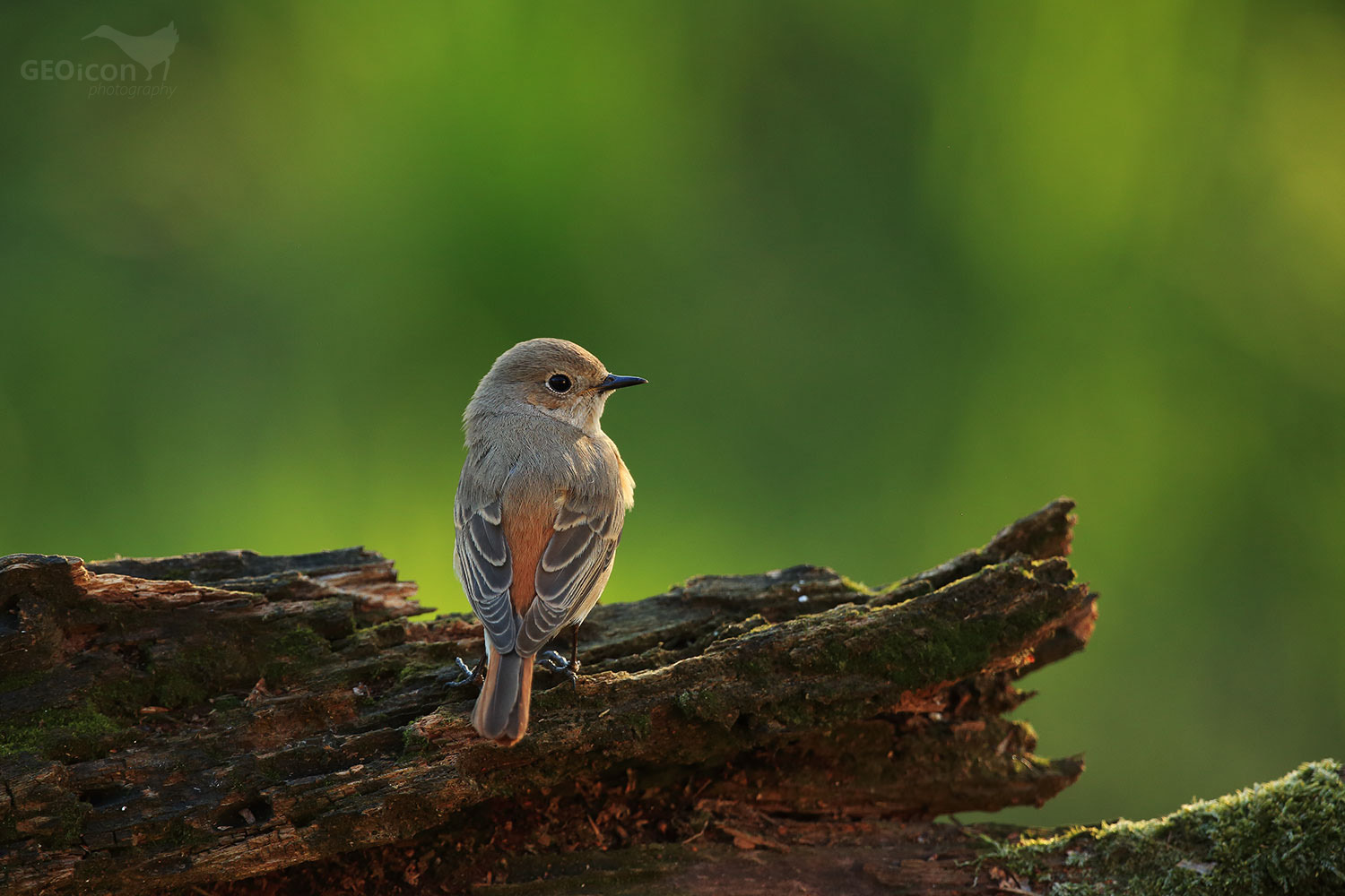 Redstart / rehek zahradní (Phoenicurus phoenicurus)