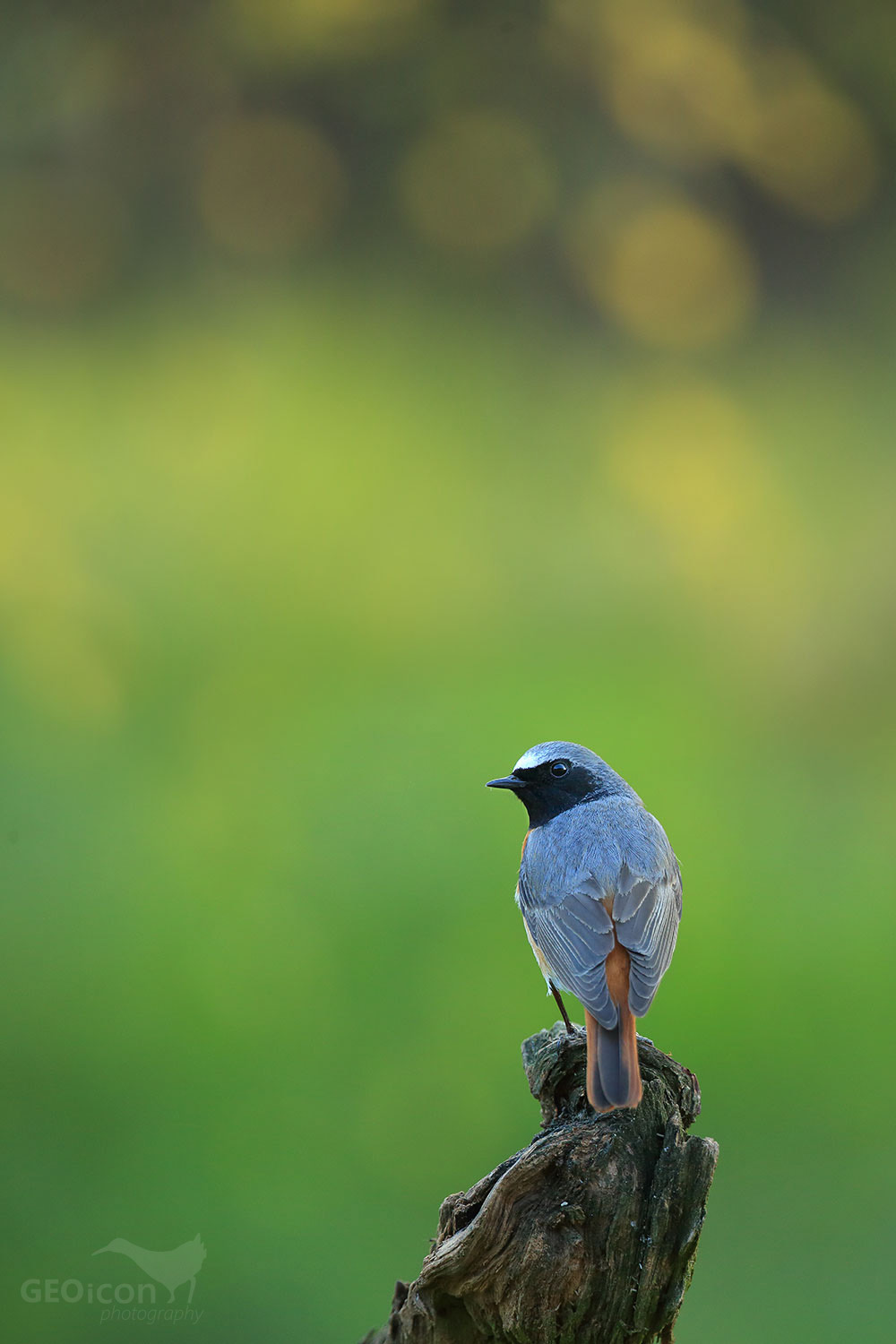 Redstart / rehek zahradní (Phoenicurus phoenicurus)