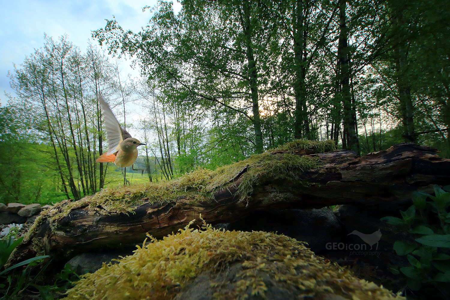 Redstart / rehek zahradní (Phoenicurus phoenicurus)
